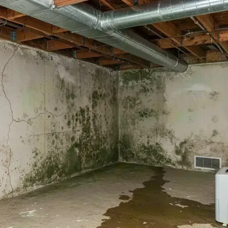 Professional Mold Removal in Brusly, LA